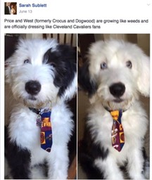 Screen Shot 2016-11-30 at 2.55.59 PM