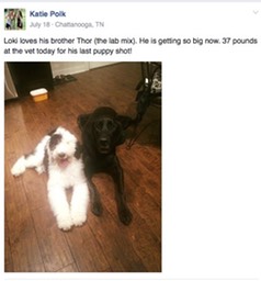 Screen Shot 2016-11-30 at 2.54.36 PM